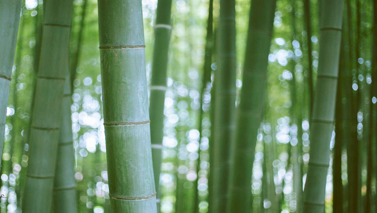 Bamboo trees