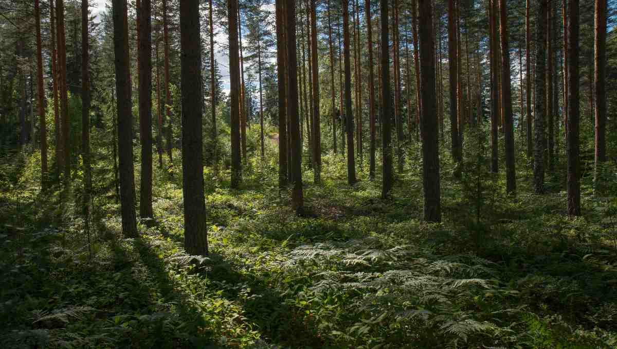 Trees in the wilderness.